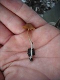 Pholiotina smithii image