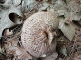 Sarcodon scabrosus image