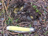 Rhizopogon occidentalis image