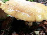 Russula fragrantissima image