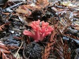 Ramaria araiospora image