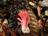Ramaria araiospora image