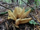 Otidea tuomikoskii image
