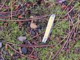 Rhizopogon occidentalis image