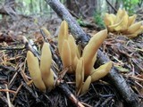 Otidea tuomikoskii image