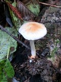 Inocybe whitei image