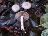 Inocybe whitei image