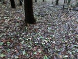 Inocybe whitei image