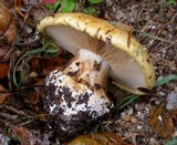 Cortinarius xanthodryophilus image