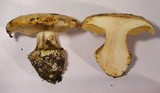 Cortinarius xanthodryophilus image