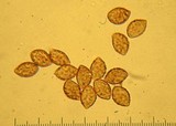 Cortinarius xanthodryophilus image