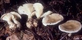 Ampulloclitocybe clavipes image
