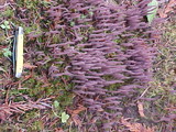 Alloclavaria purpurea image