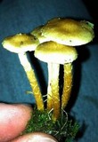 Pholiota terrestris image