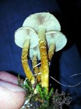 Pholiota terrestris image