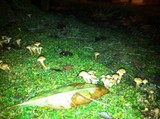 Pholiota terrestris image
