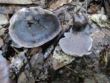 Sarcodon fuscoindicus image