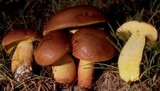 Boletochaete bicolor image