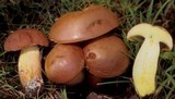 Boletochaete bicolor image