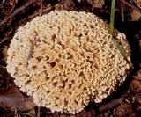 Hydnopolyporus palmatus image