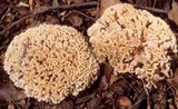 Hydnopolyporus palmatus image