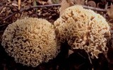 Hydnopolyporus palmatus image
