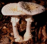 Amanita cokeri image