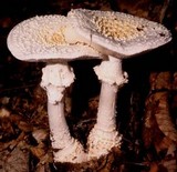 Amanita cokeri image