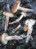 Tricholoma fulvum image