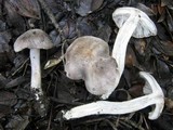 Tricholoma pardinum image