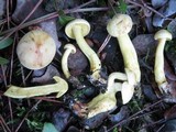 Tricholoma sulphureum image
