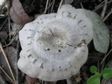 Entoloma undatum image