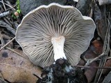 Entoloma undatum image