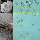 Entoloma undatum image
