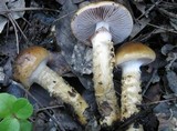 Cortinarius trivialis image