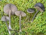 Entoloma sericeum image