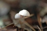 Mycena capillaripes image