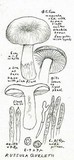 Russula queletii image