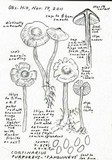 Cortinarius purpureus image