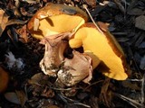 Suillus luteus image