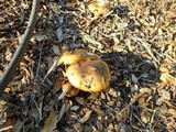 Suillus luteus image