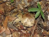 Paxillus involutus image