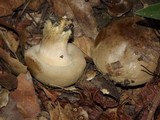 Paxillus involutus image