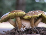 Pseudoboletus parasiticus image