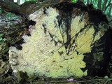 Antrodia xantha image
