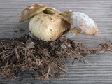 Pseudoboletus parasiticus image