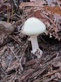 Amanita citrina f. lavendula image
