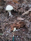 Amanita citrina f. lavendula image