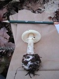 Amanita citrina f. lavendula image