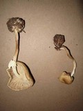 Amanita citrina f. lavendula image